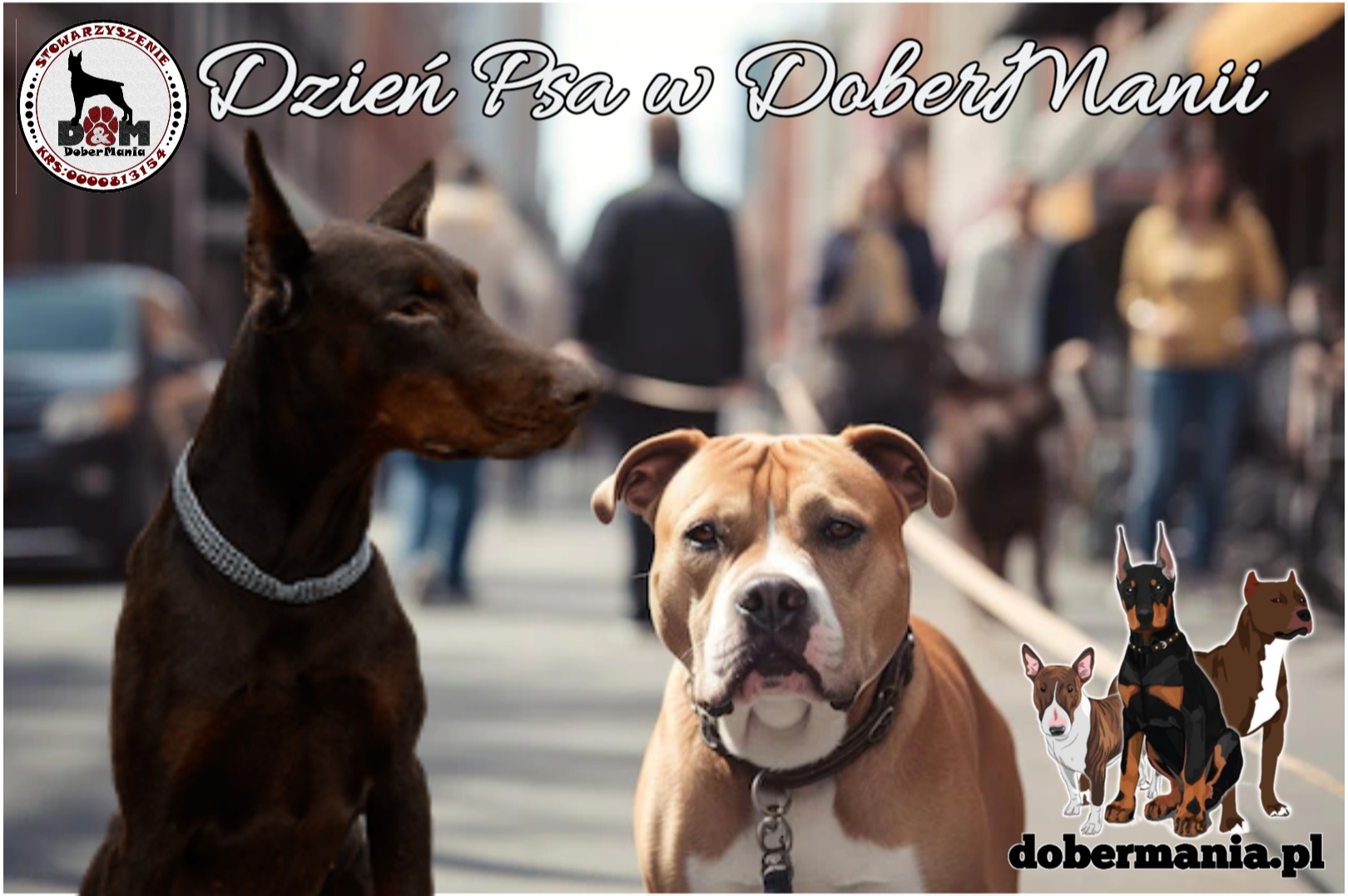 Dobermania - Dzień Psa w Polsce 1 lipca 