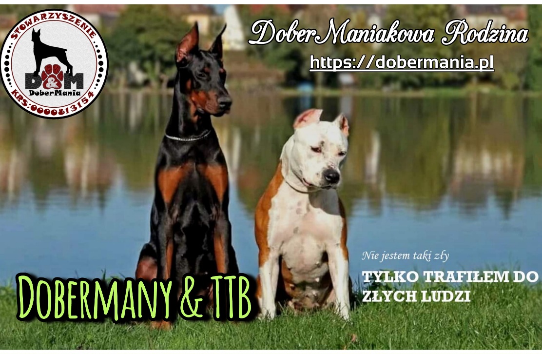 Dobermania - Rozliczenie opieki nad psami w 2022 roku