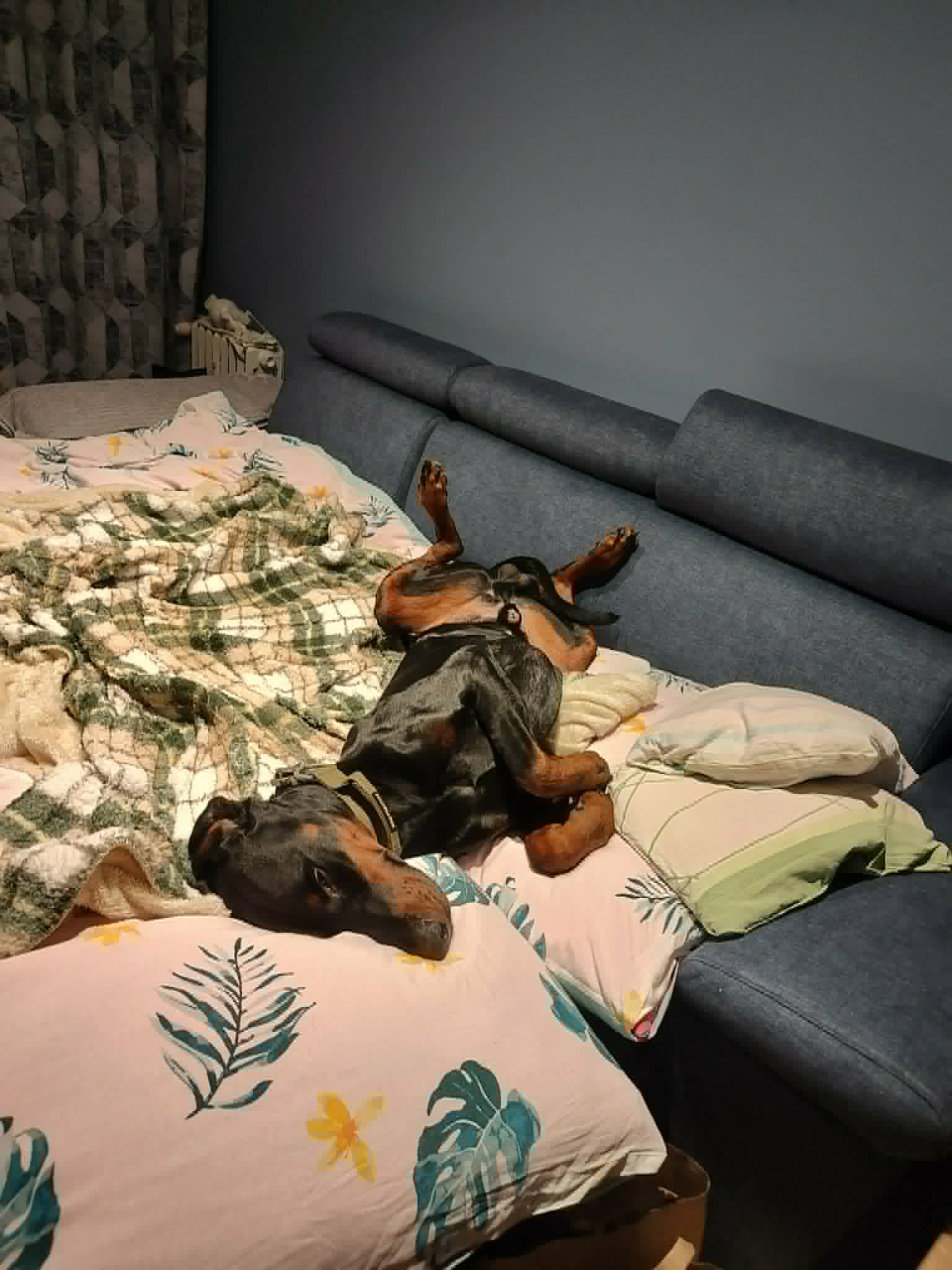 Kevin - ogłoszenie grzecznościowe