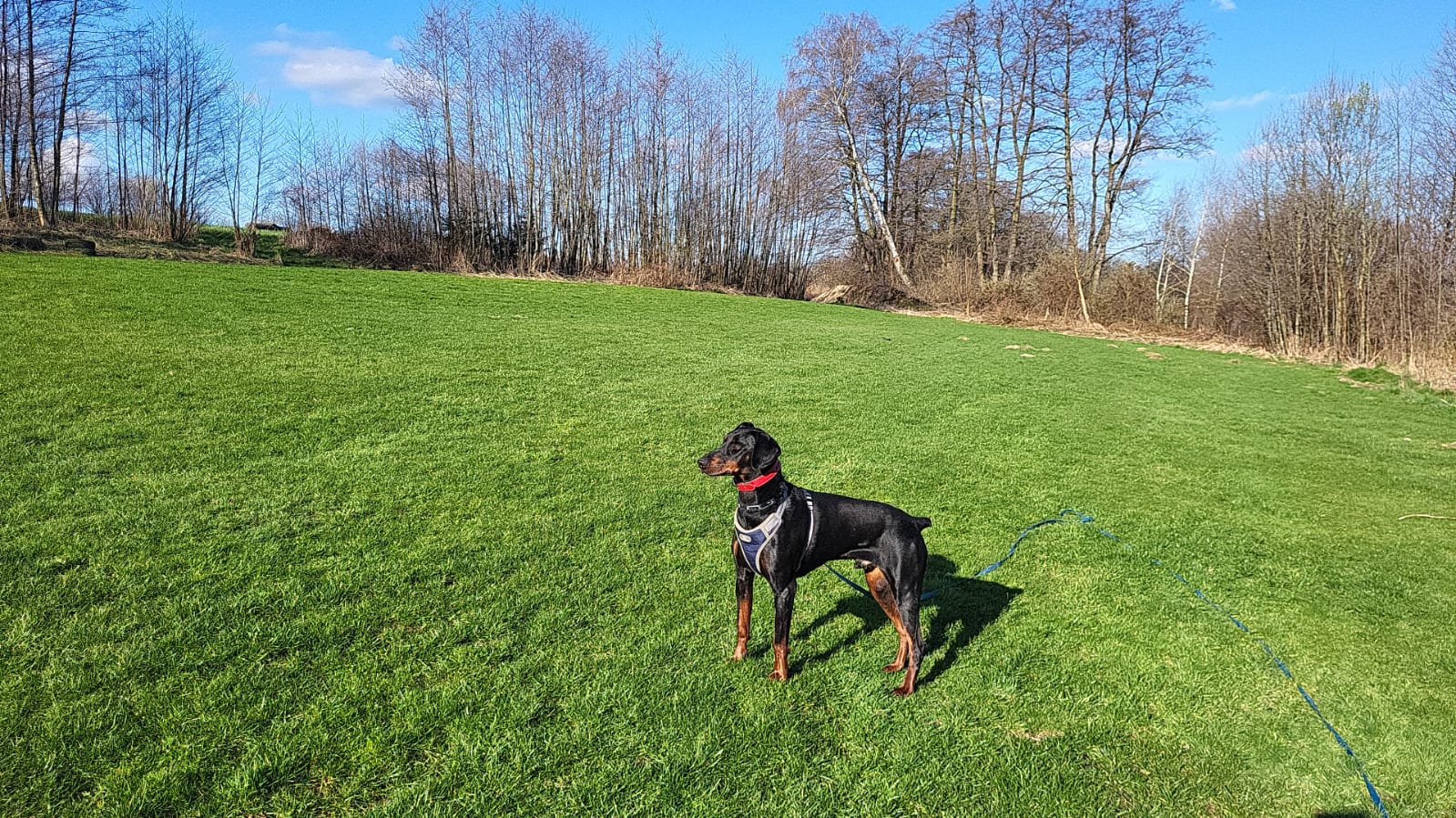 Dobermania - Nero - ogłoszenie grzecznościowe