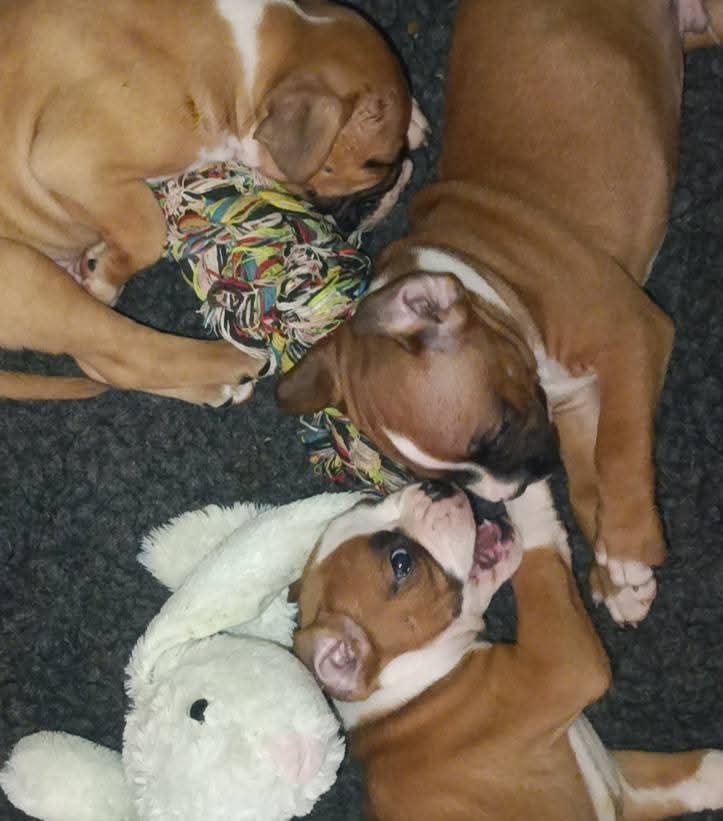 Dobermania - Adi, Johnny, Miki 