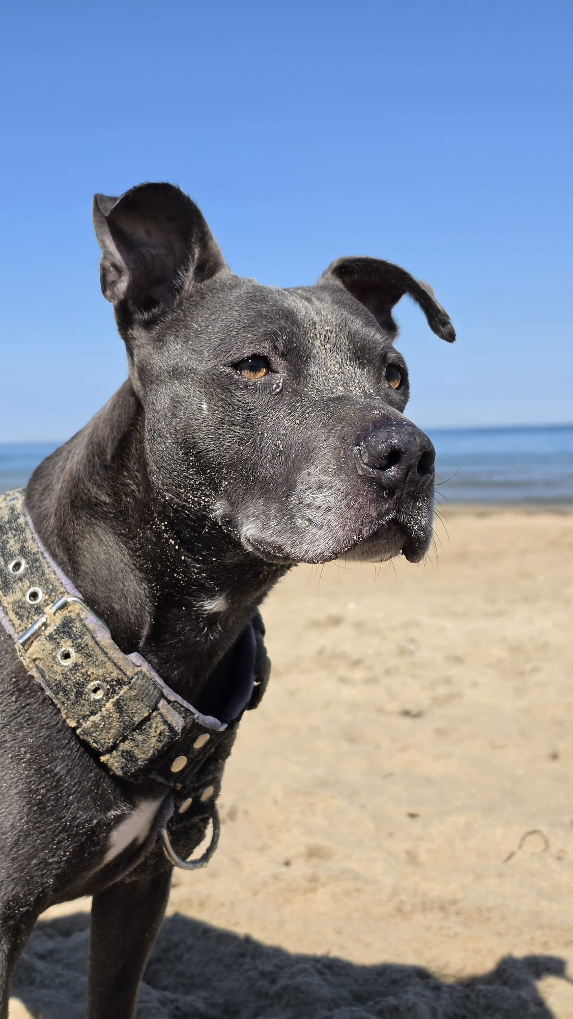 Dobermania - Nedzia 