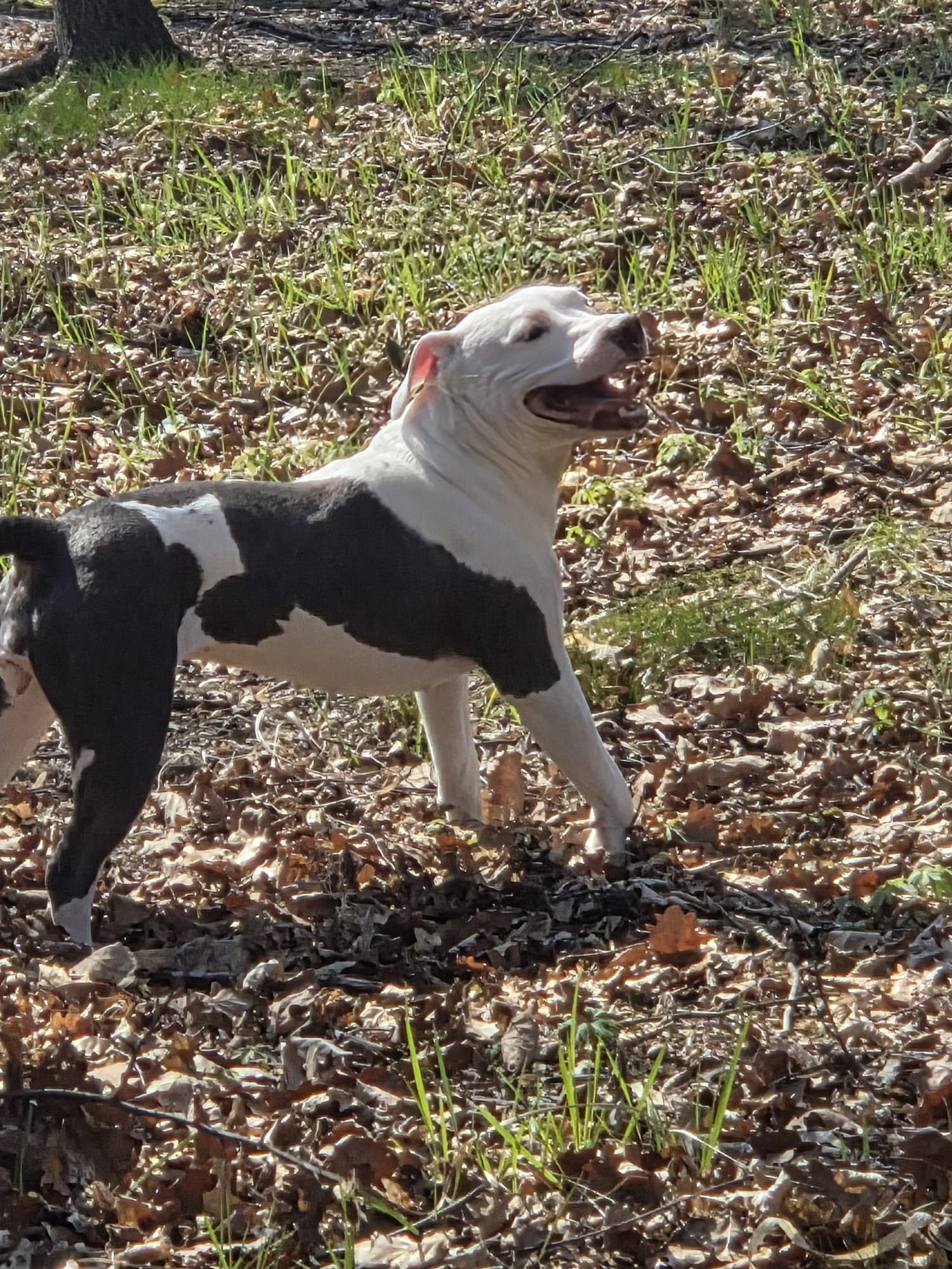 Dobermania - Ogonek  - Do adopcji
