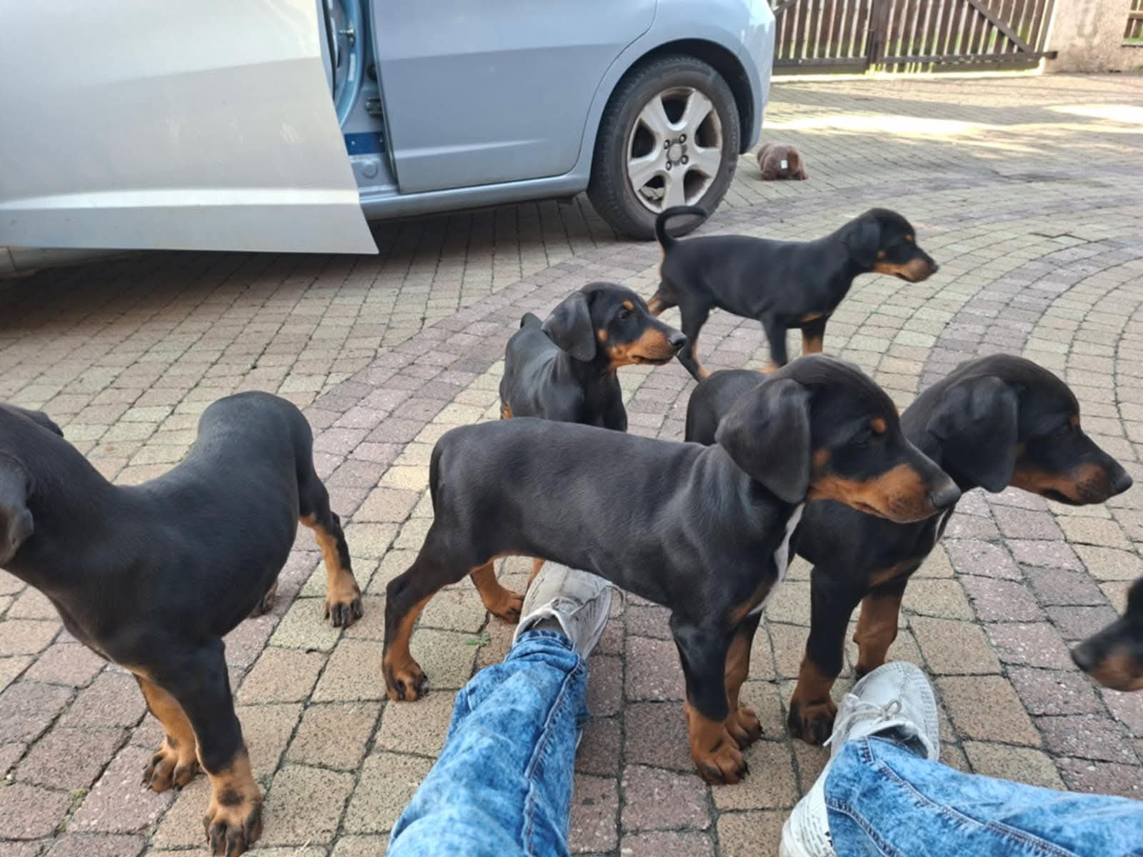 Dobermania - 7 szczeniąt 